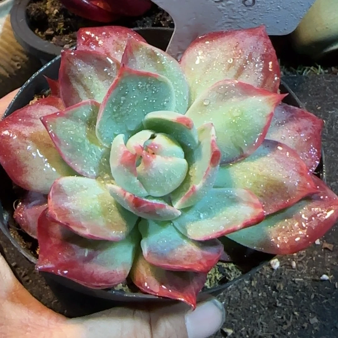 438 惊鸿一物一拍包装收缩花旱