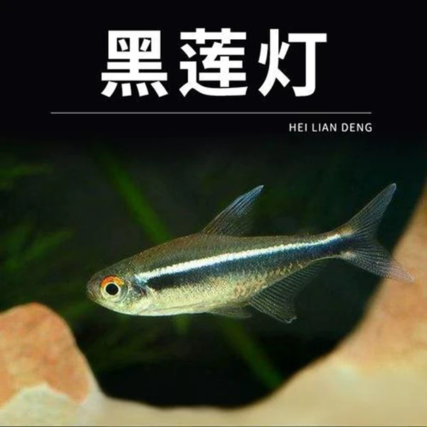 黑莲灯鱼小型热带观赏鱼淡水观赏鱼好养易活黑霓虹灯鱼