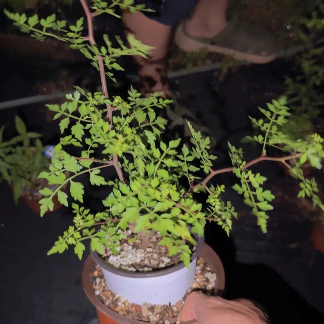 轻***梭块根植物块根植物