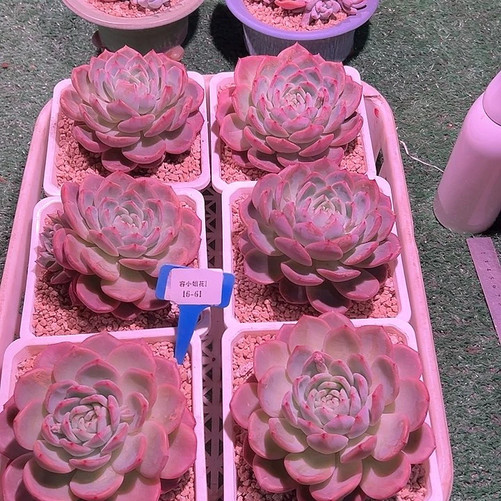 16.61红鸾一个脱土