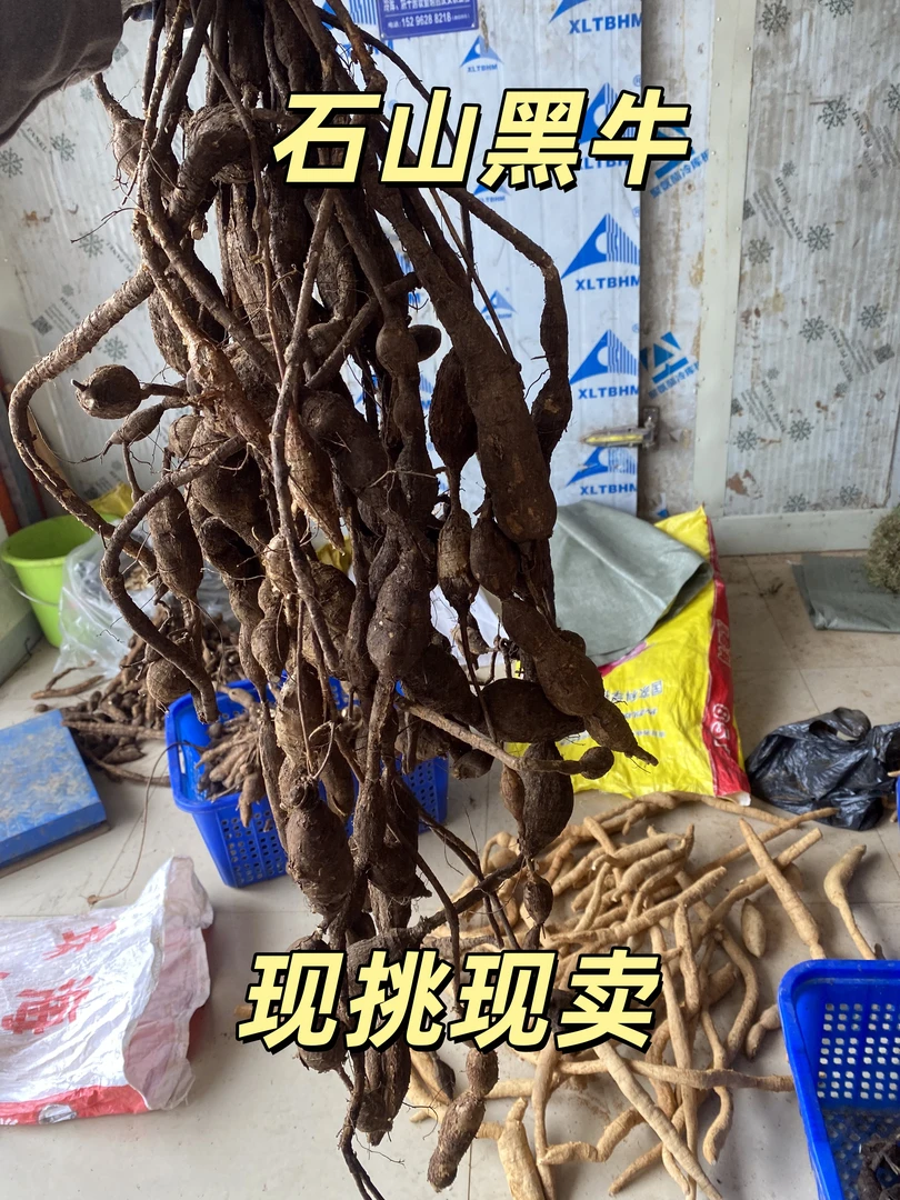 牛大力广西新鲜货直播现挑现称黄牛石山黑牛小叶甘草牛