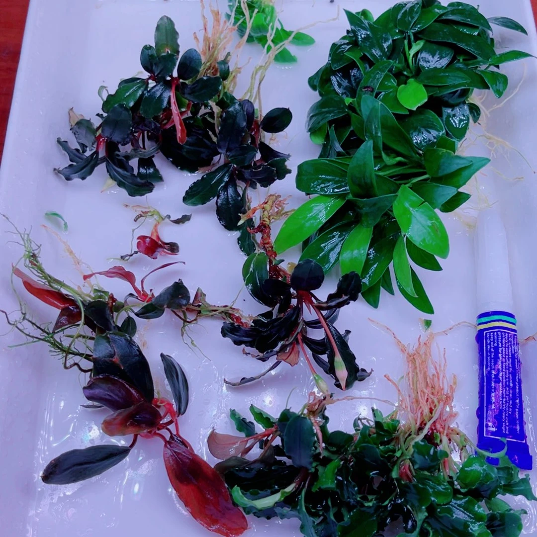 美小呆哇塞套餐一份