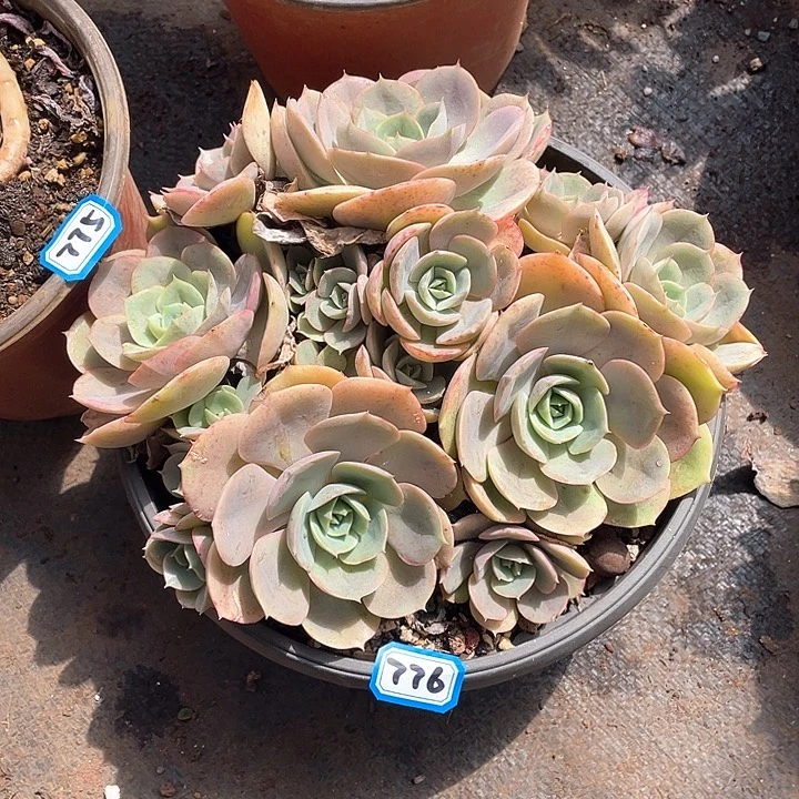 776血色黄昏 一物一拍多肉