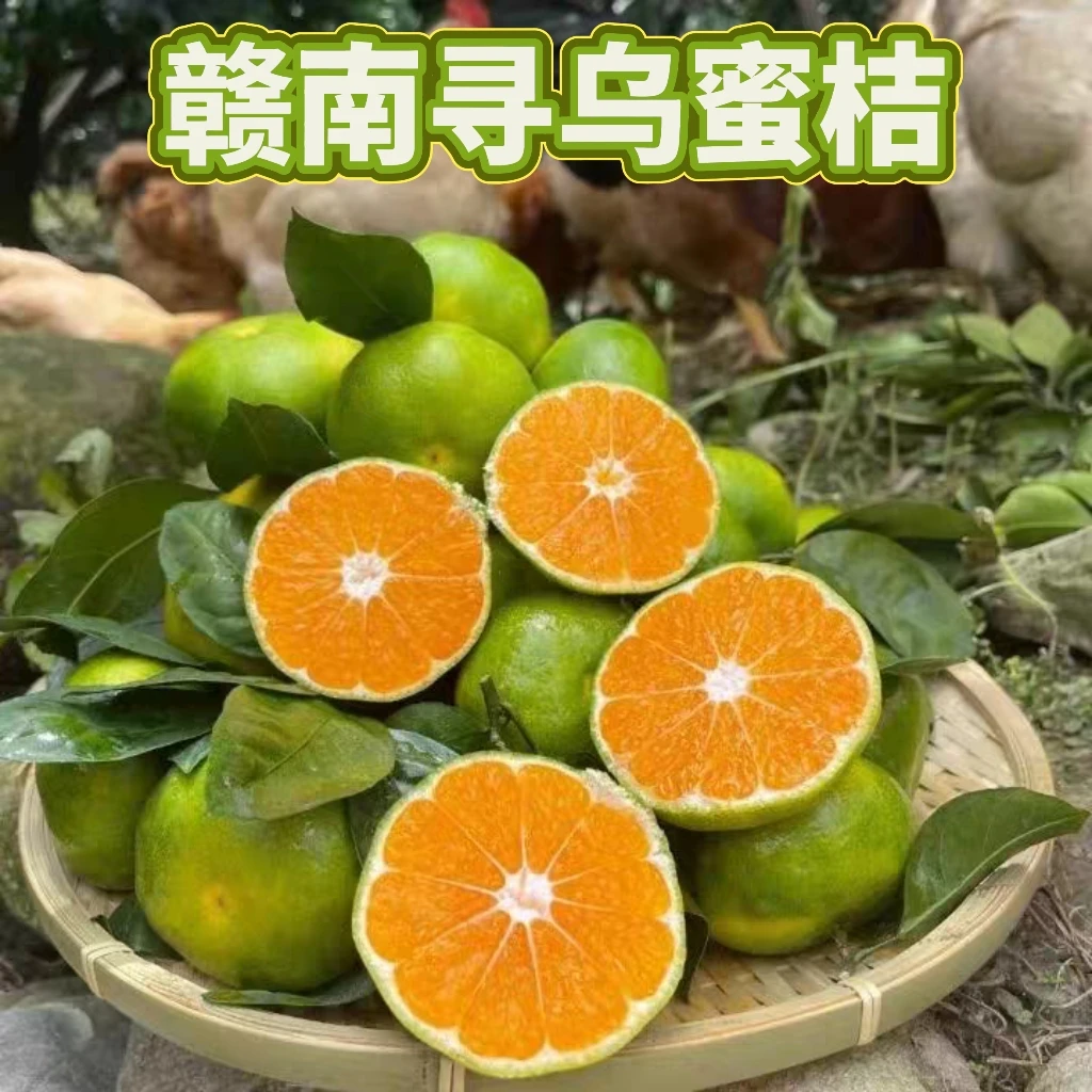 赣南寻乌蜜桔果园现摘青皮橘子皮薄无籽新鲜应季水果酸甜多汁孕妇