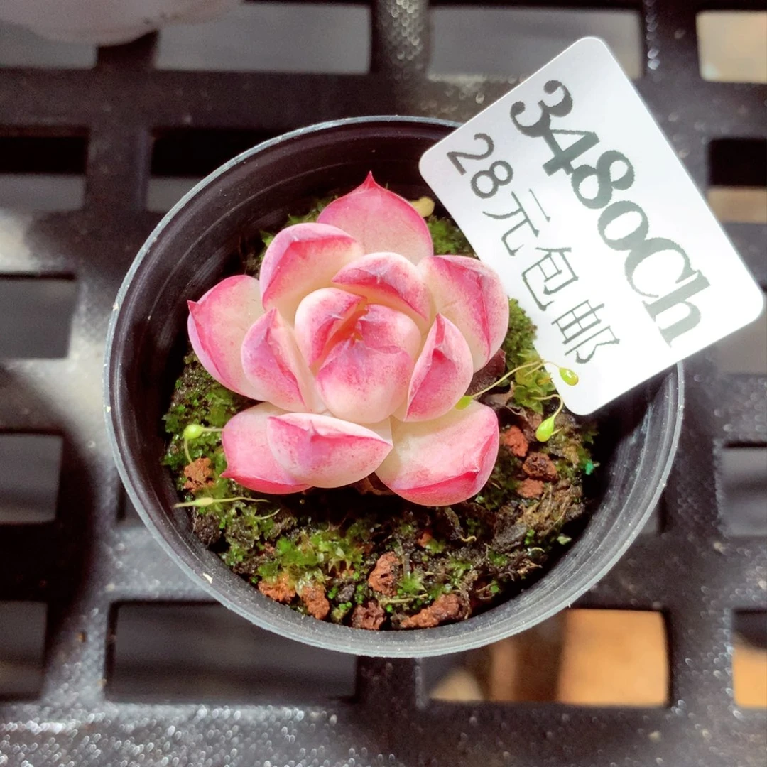 5厘米盆精控多肉3480