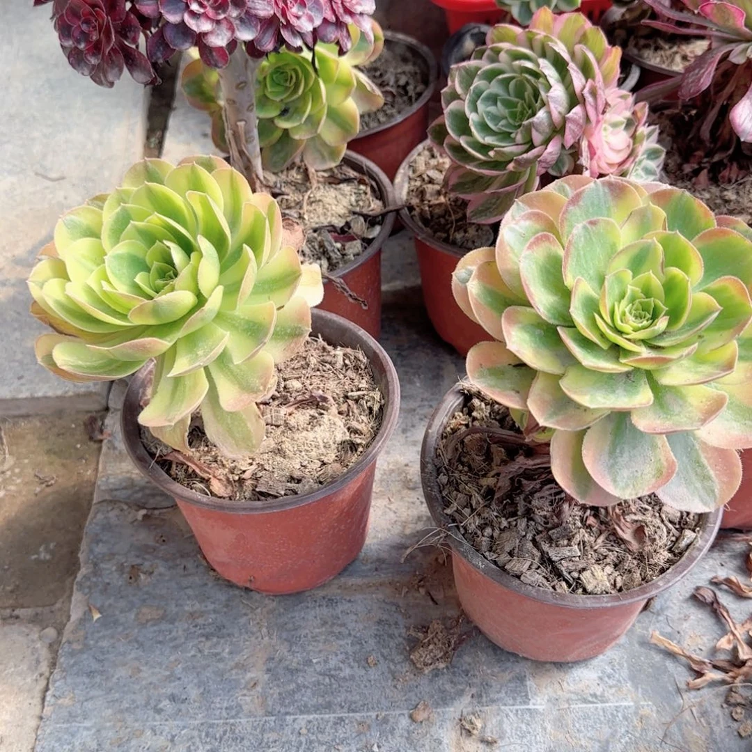 无花朵万黄锦特价