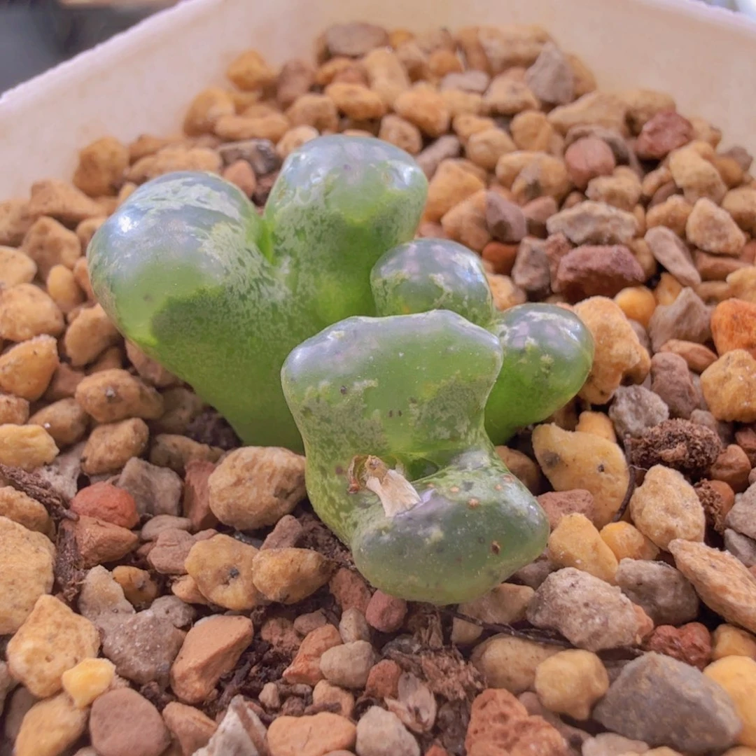 绿蝴蝶一年四季全绿