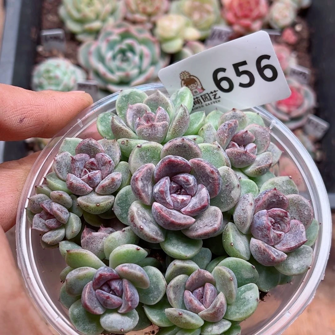 多肉植物多肉植物