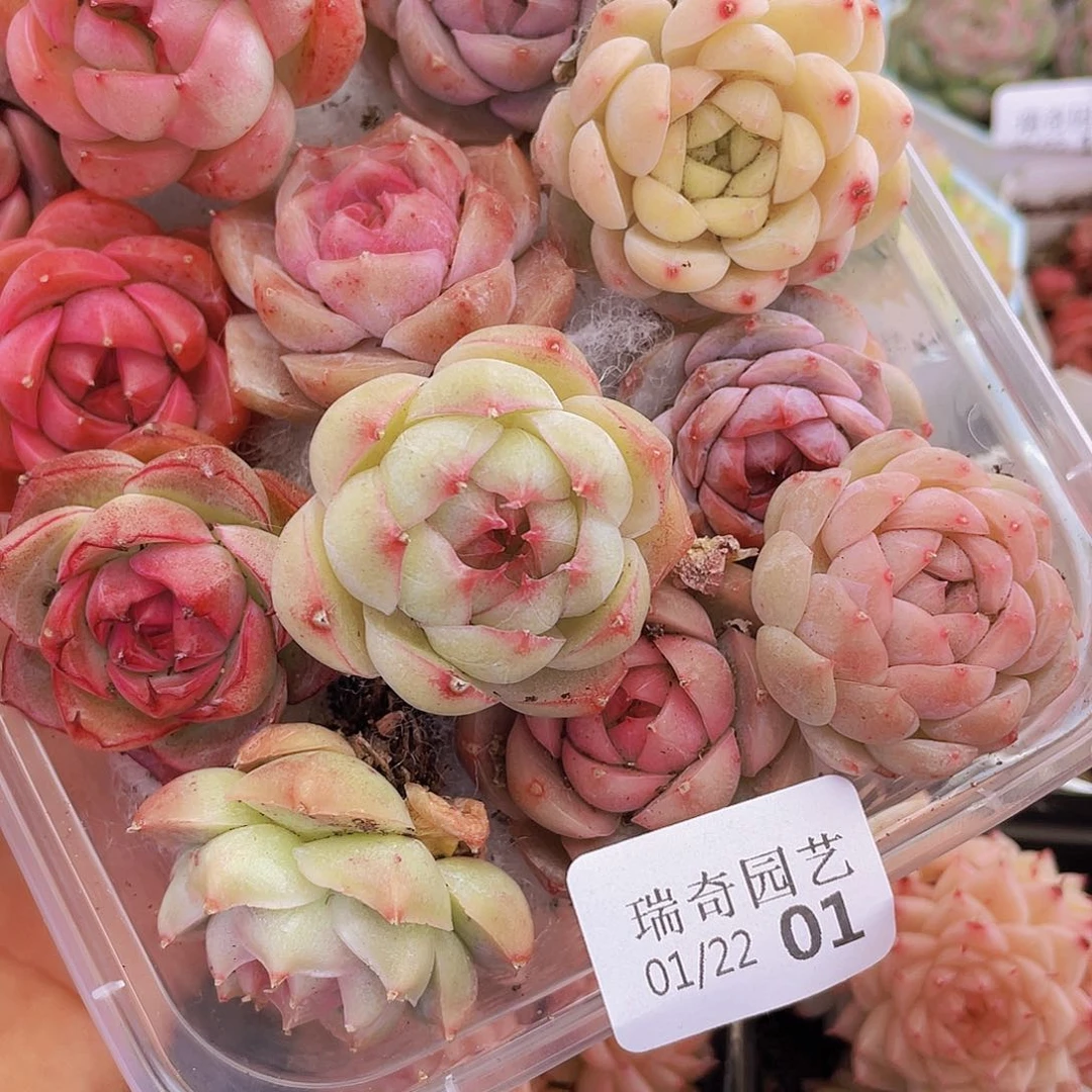 000000000000001量拍