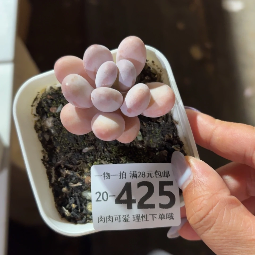 橙奶无盆土发货无