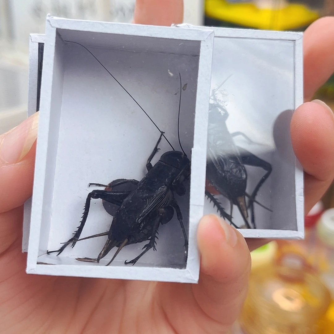 油葫芦3条拍拍拍拍拍拍