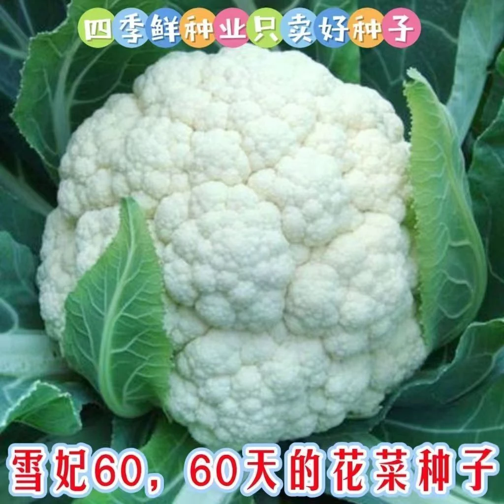 【雪妃花菜种子】一包也包邮下单送肥料
