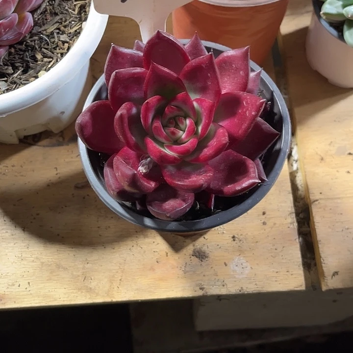 ᥫ****000000000000000000205