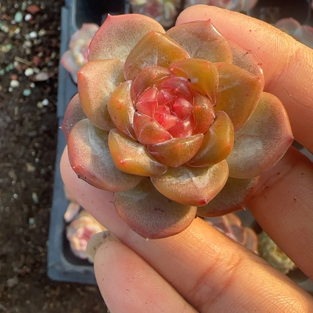 小卡拉米糖心一物一拍