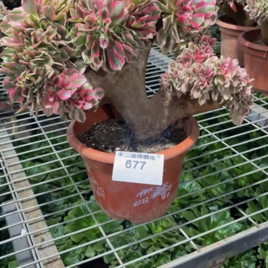 677，粉女巫缀包邮