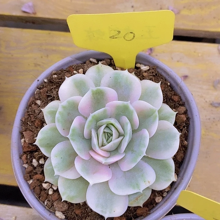 多肉植物，到就包邮，一物一拍