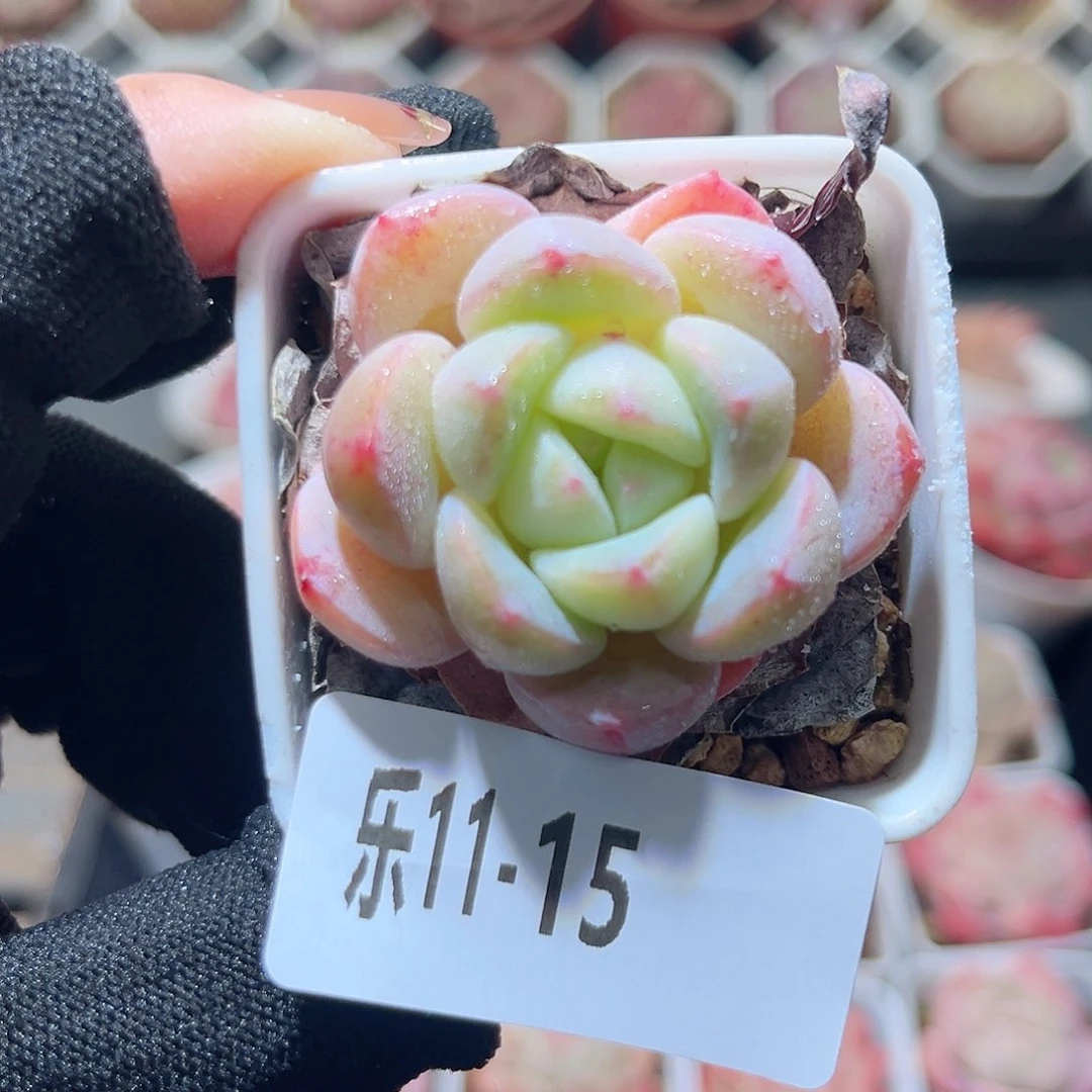 乐11-15 白纱单头