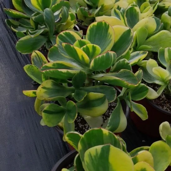 包菜家里的青梅白覆轮锦