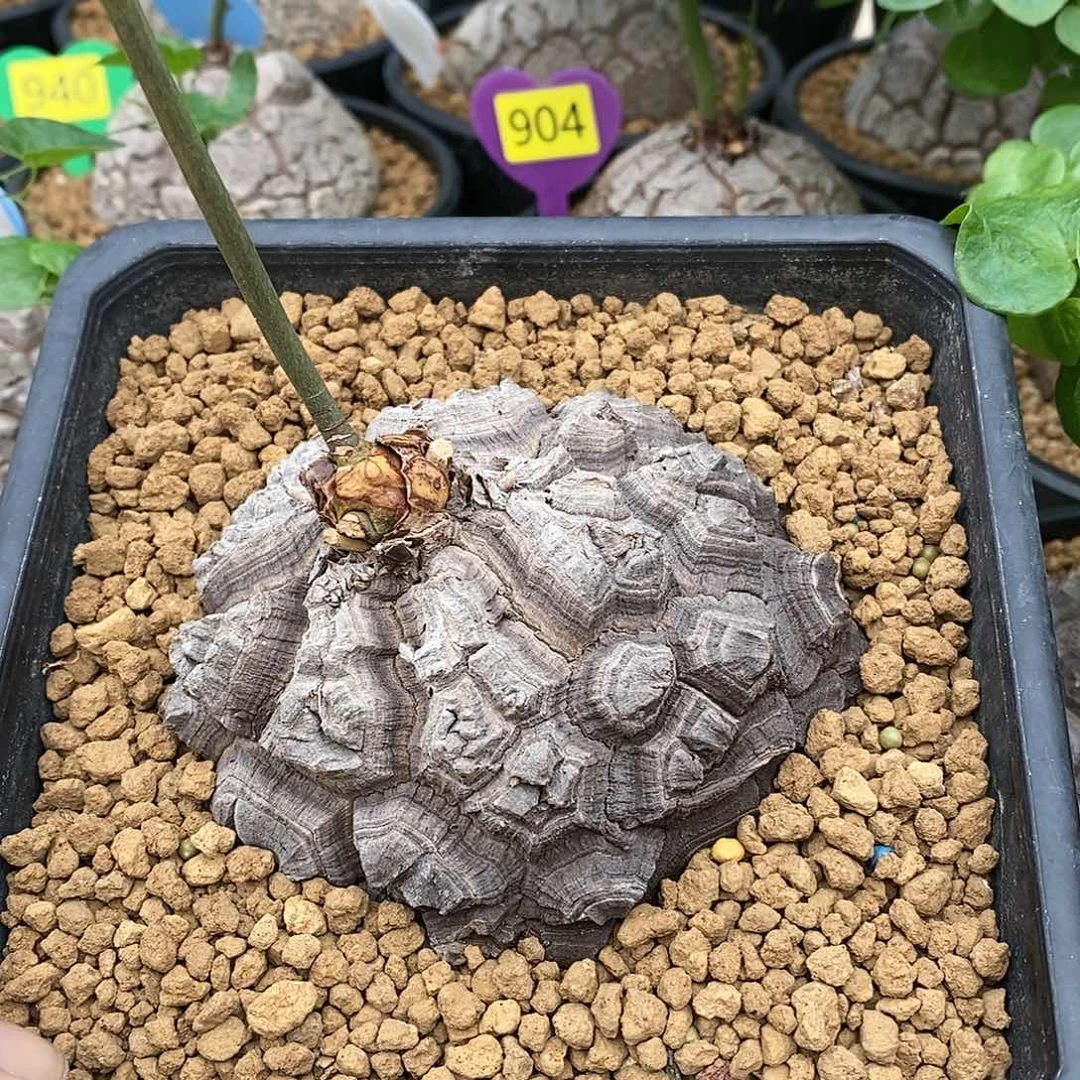 墨西哥龟甲龙龟甲龙