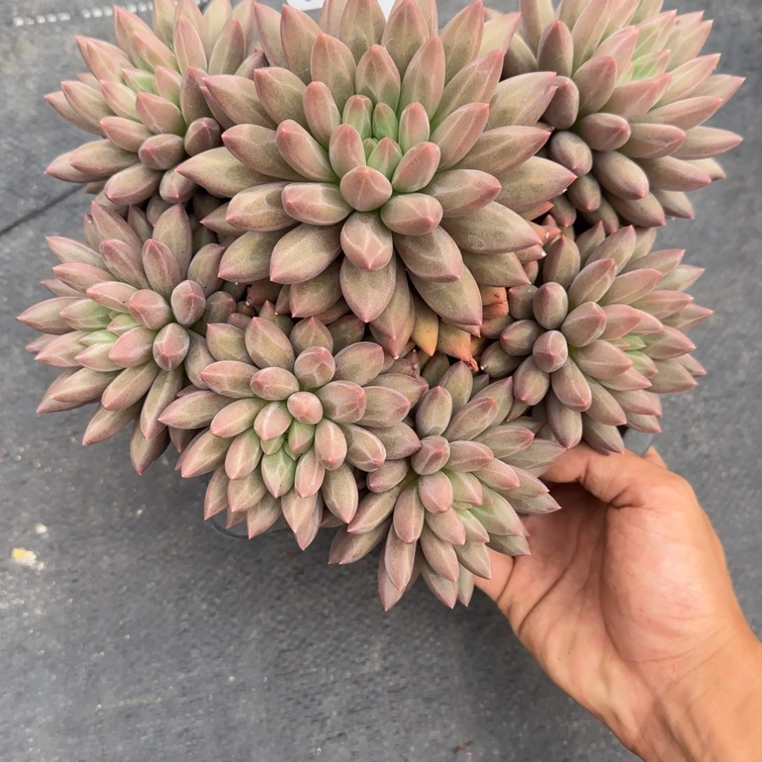 一物一拍水晶球sp22