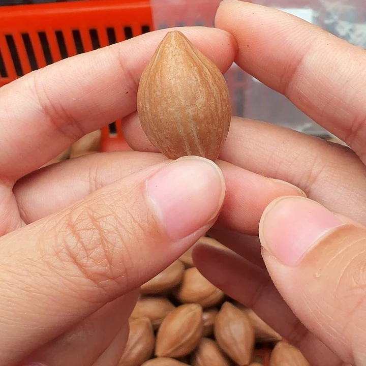 羽***逢橄榄核手串/手链橄榄