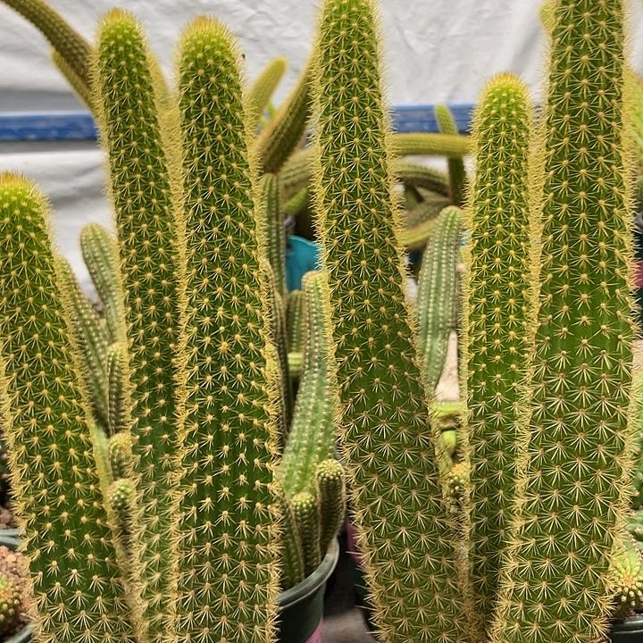 群生三头新品人鱼金妞