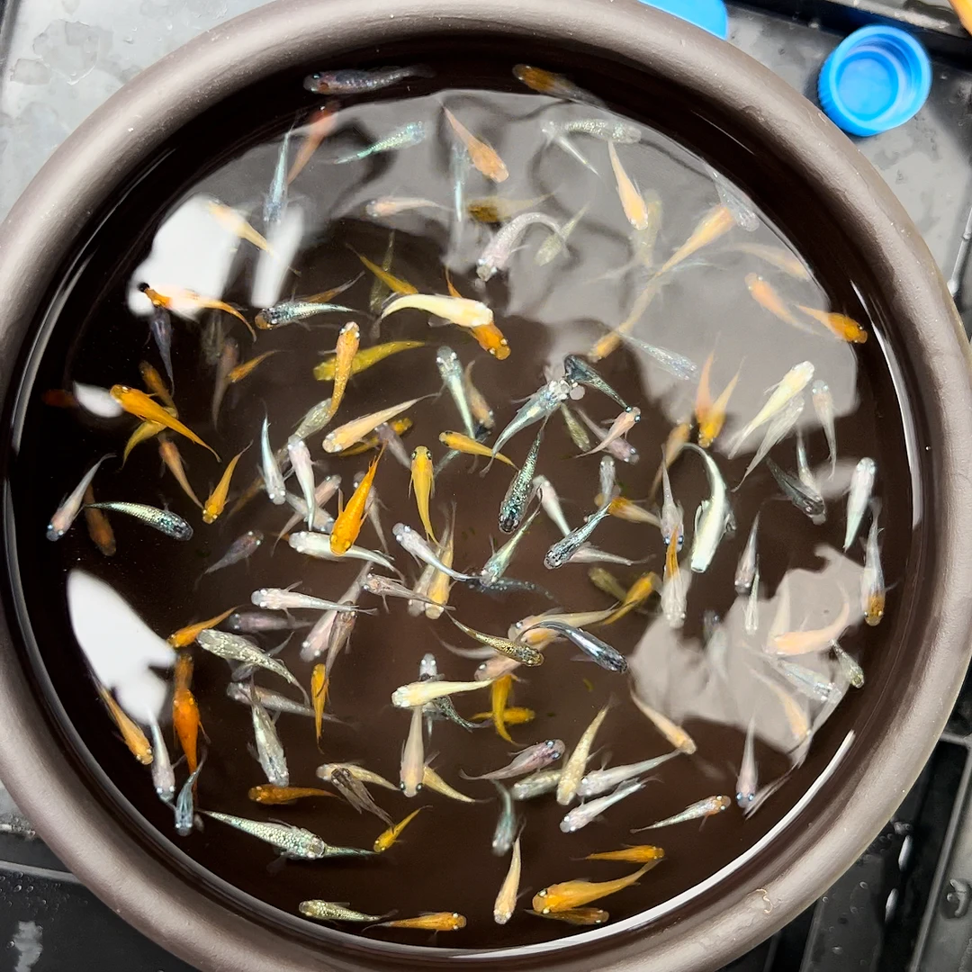 观背青鳉混搭练手鱼一组10条+2条备损!