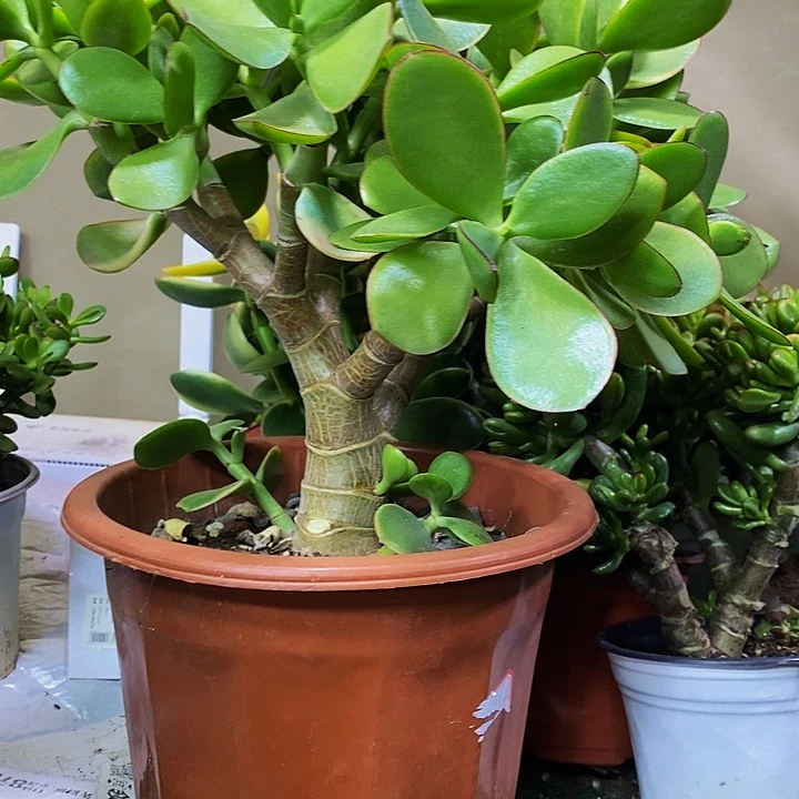 完全开放玉树景一物一拍多肉植物