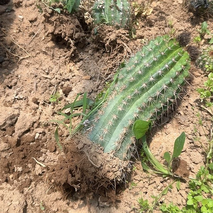 轻**上乐趣毛花柱30的