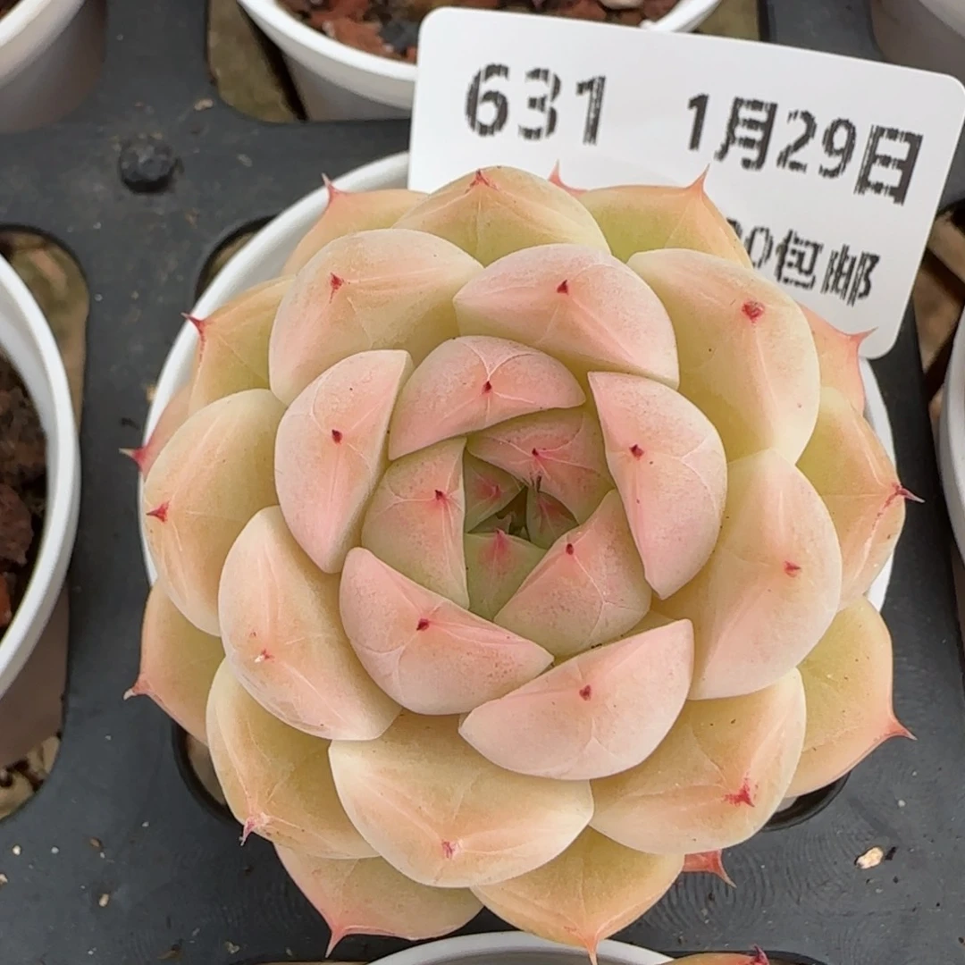 花语逸镜0129-631