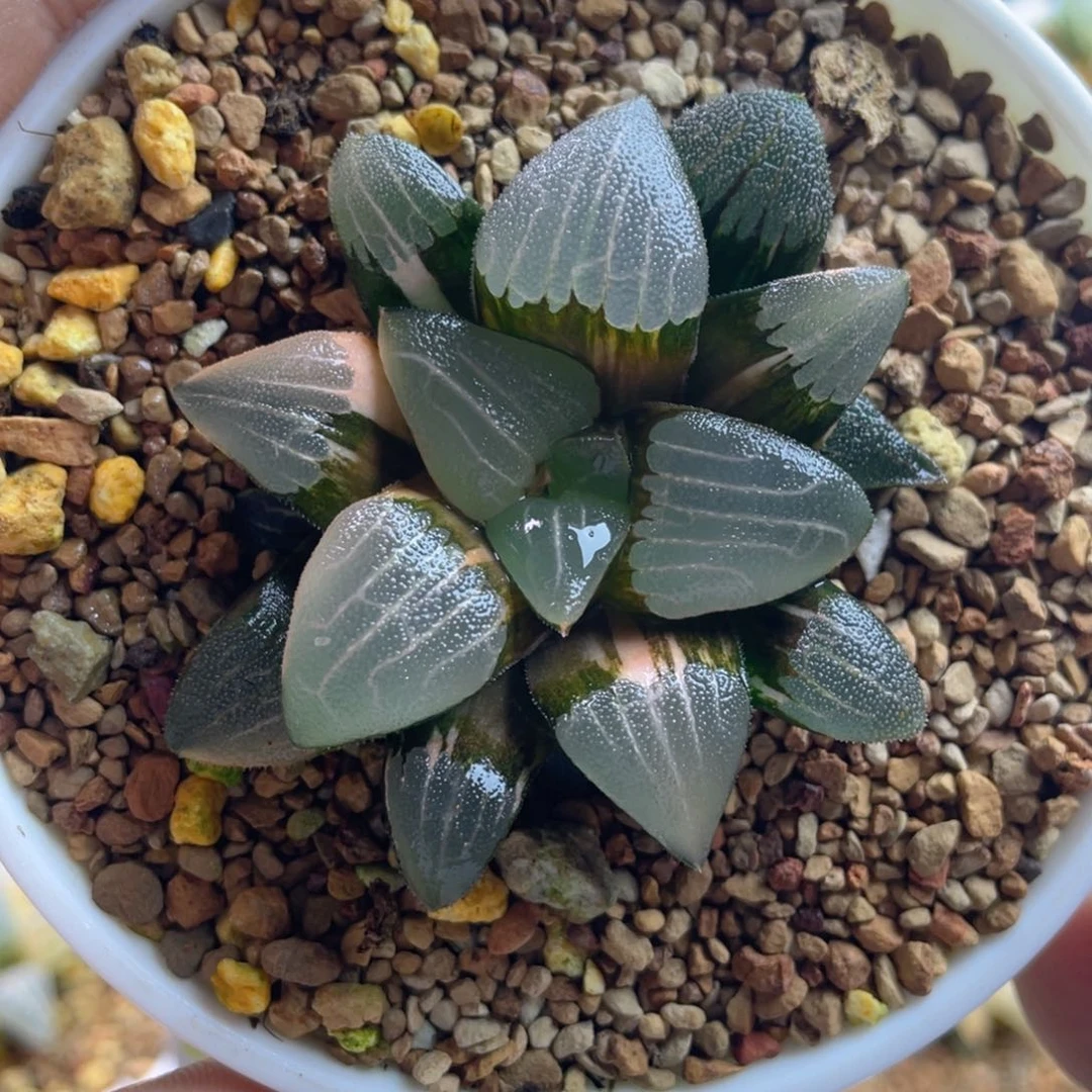 叫**山十二卷多肉春春克锦。