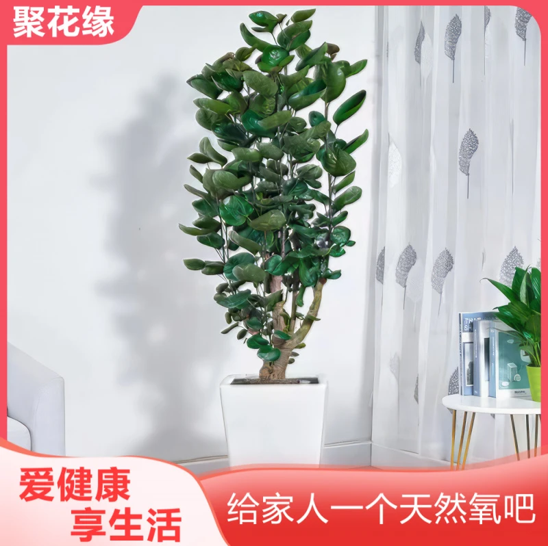 金钱兜大盆栽 圆叶钱多多盆景 客厅中大型送礼植物室内绿植易活