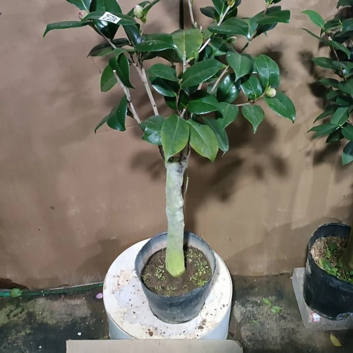 639深海妖怪，原盆原土发货，不包邮