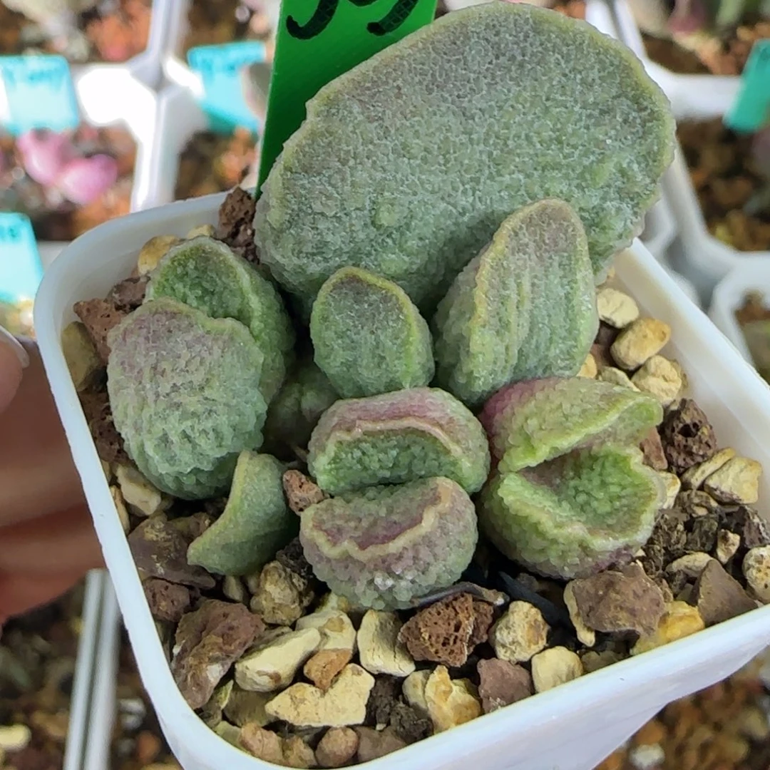 编号503大叶插，四方盆发