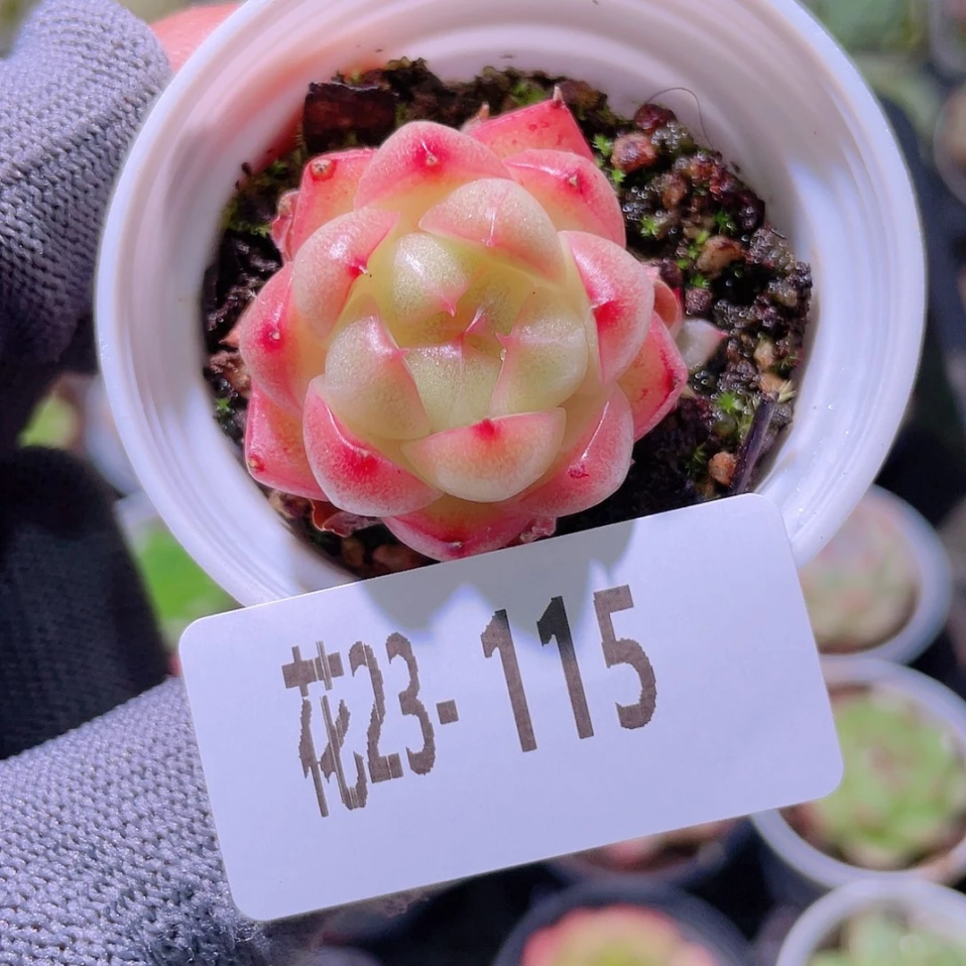 花利美23-115麦秆