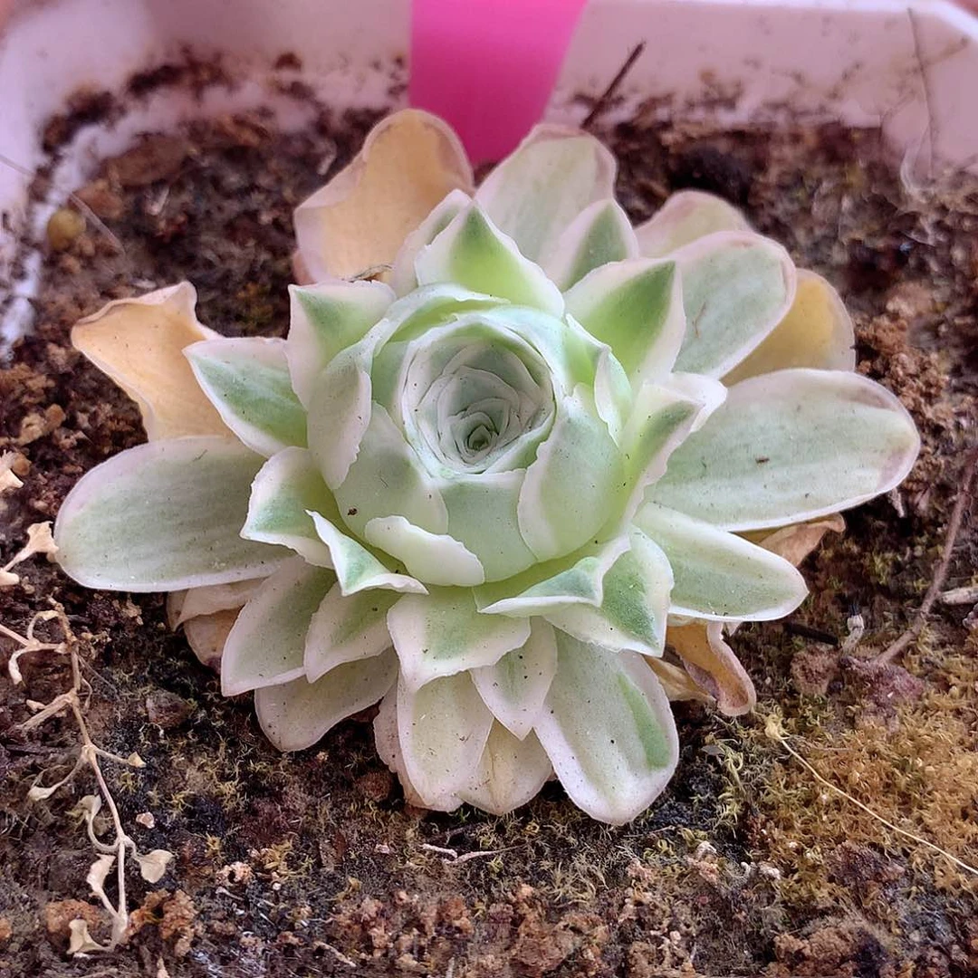 山地玫瑰一物一拍yjj038