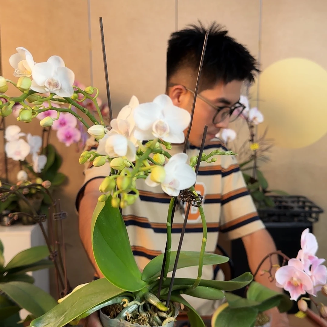 大部分开放少量花苞随机发/可后台备注/单棵小白花