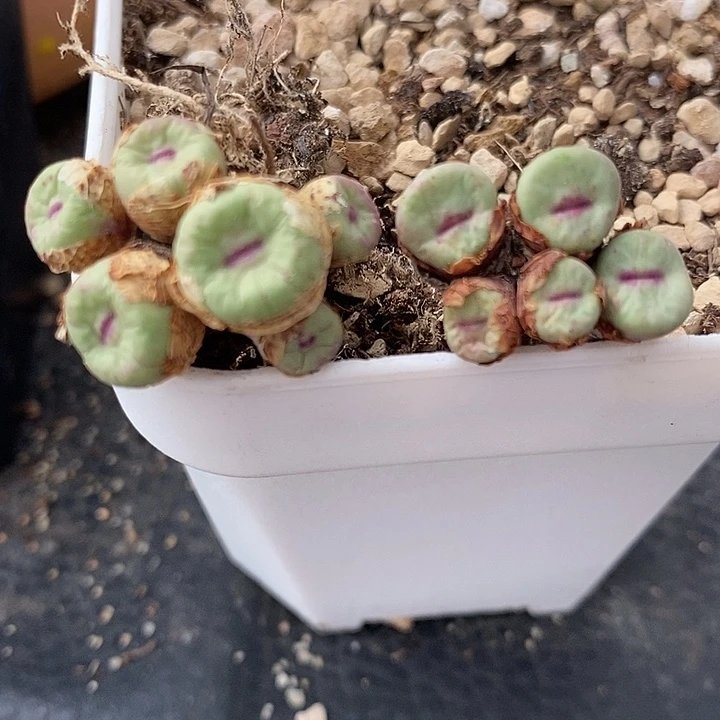 1547两群小红嘴。