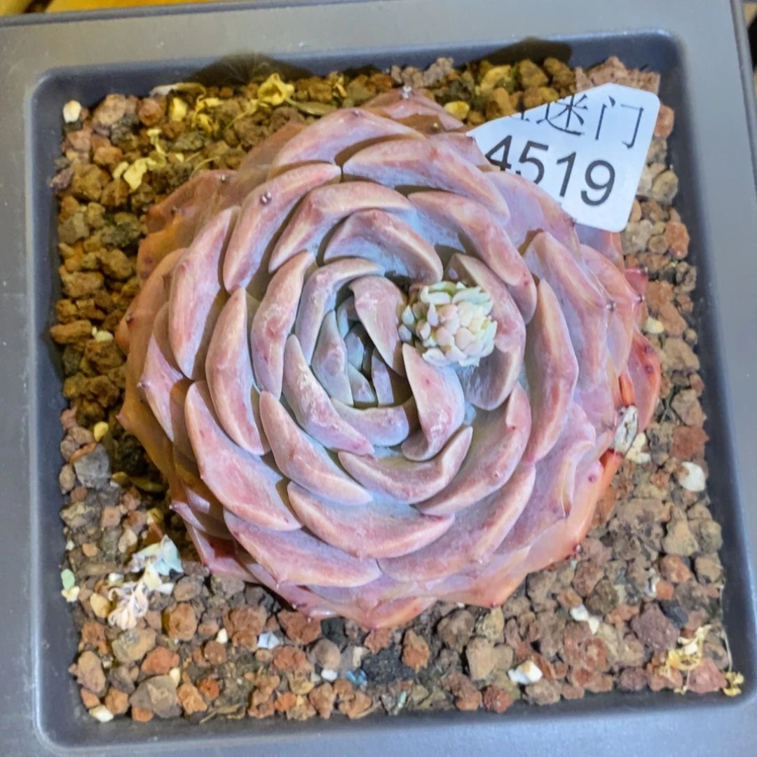 乔*板杂交精品多肉4519
