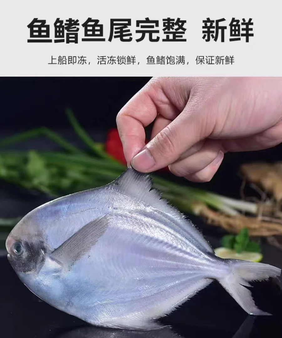 日照本地海捕野生银鲳鱼 （4/5个一斤) 5斤 顺丰包邮