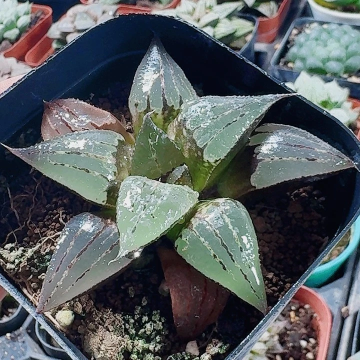 无花朵十二卷 实生寿福利