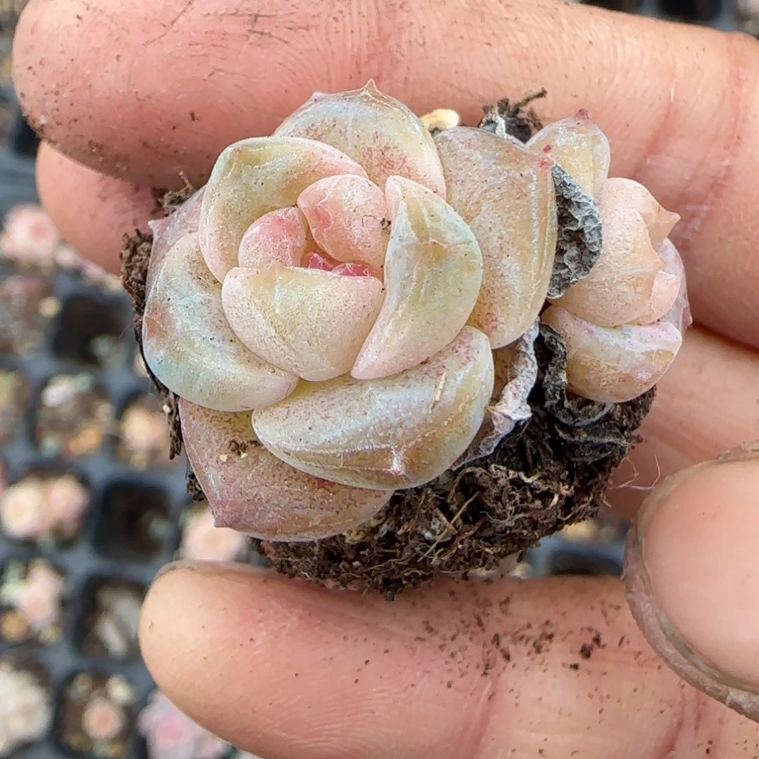 多肉小卡拉米糖心一物一拍