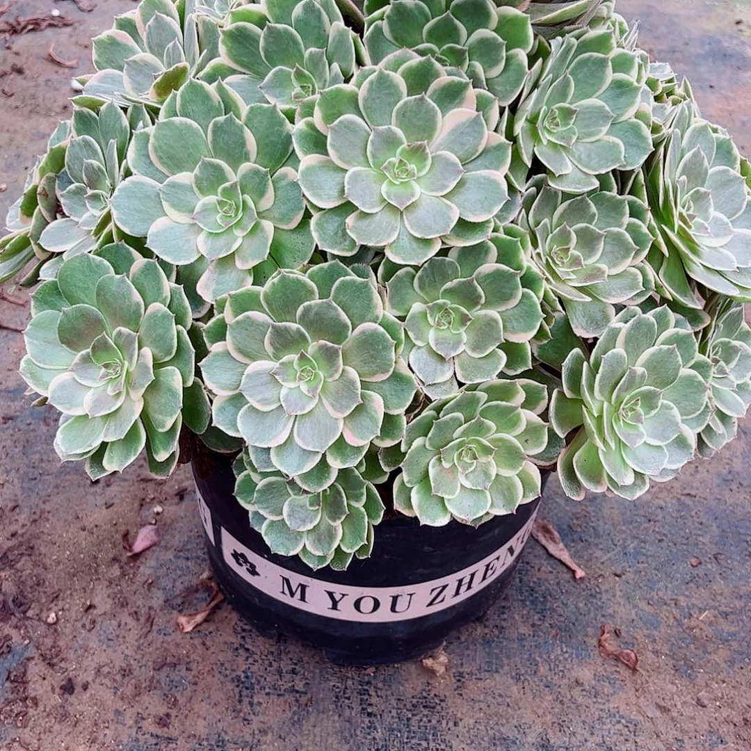 无花朵潇**生多肉植物花妖640