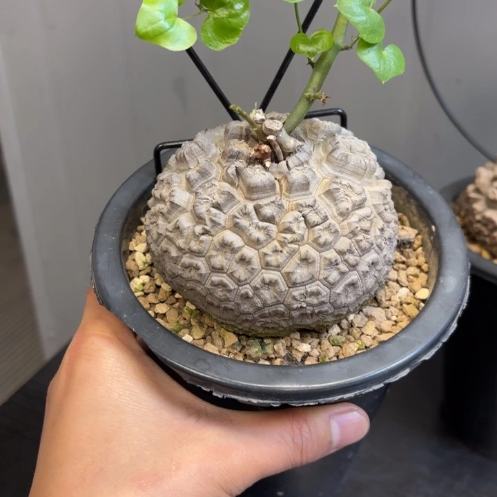 日系南非龟甲龙带盆包邮