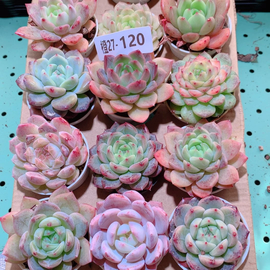 27-120一物一拍多肉带盆18颗