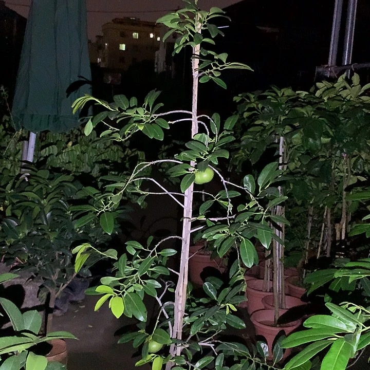 傻***三无花朵111111111111111