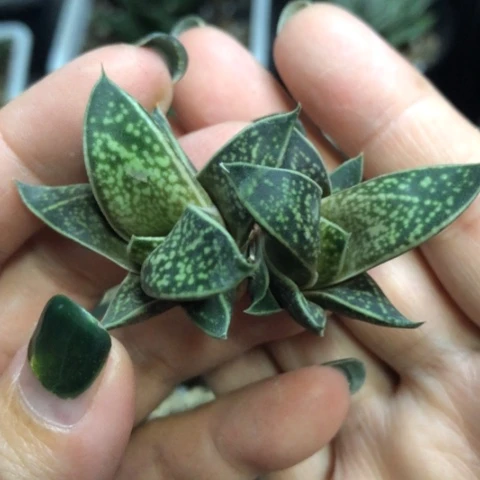 龙虎霸双头无根哈哈哈哈