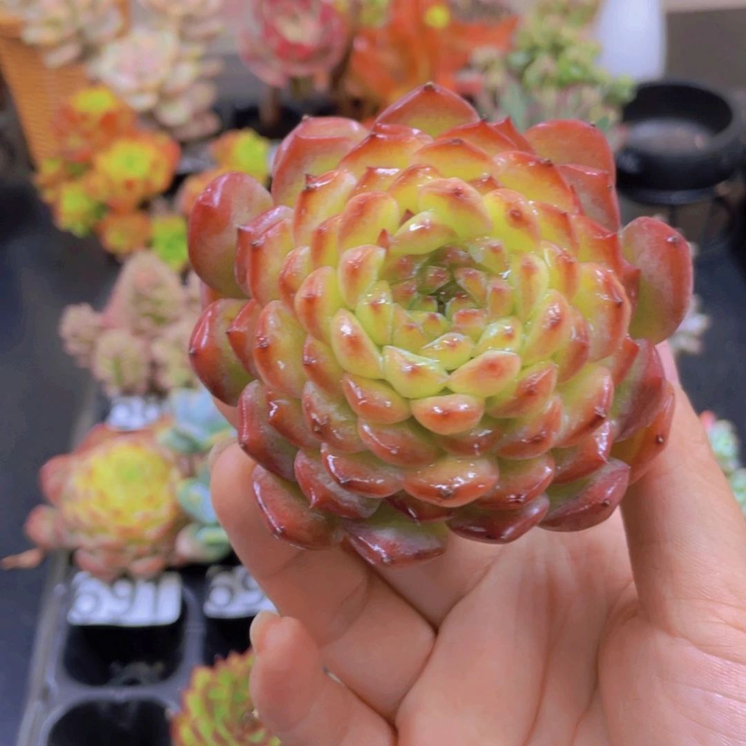 无花朵无土栽培多肉植物