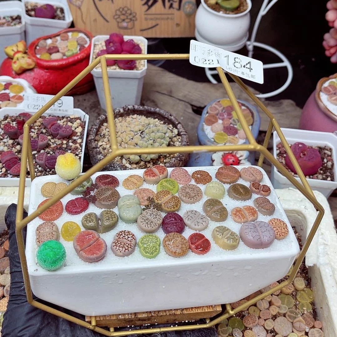 生石花满18包邮21-184