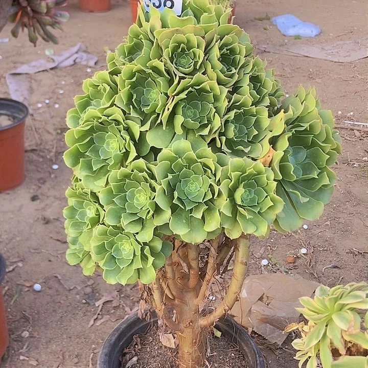 938绿杨蓉老庄手捧朵朵特价